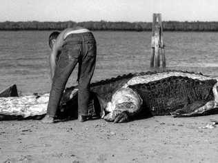 A hunter skins a 4.8m croc shot at Port Alma in 1963. Picture: Contributed