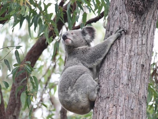 A koala at Toohey Forest. Photo: Toohey Forest Wildlife