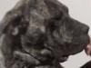 Why this dog should be banned