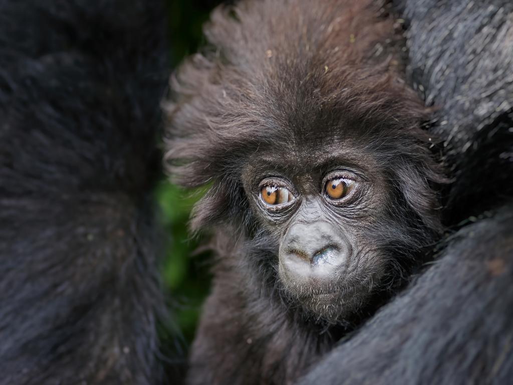 Mountain Gorilla in Rwanda. Picture: Billy Dodson/ Remembering Great Apes