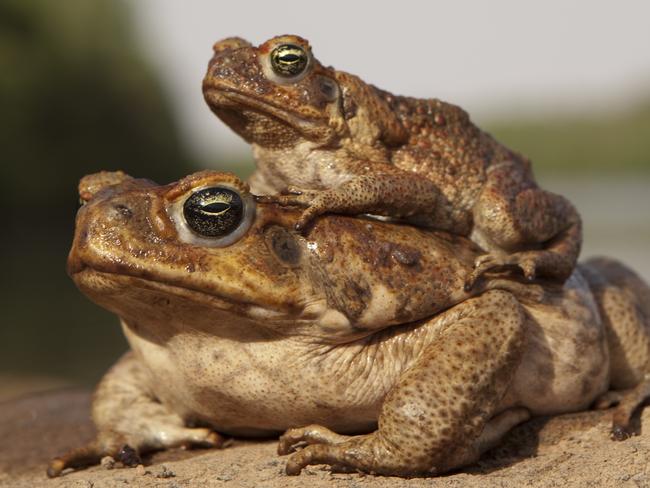 Cane Toad ‘kill Zone In Nsw Daily Telegraph 7749