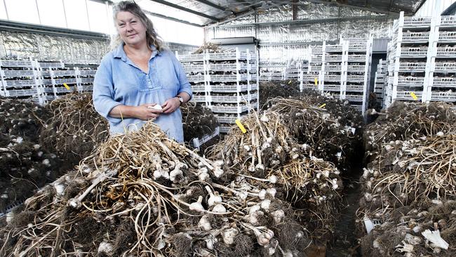 Letetia Ware in her drying shed.