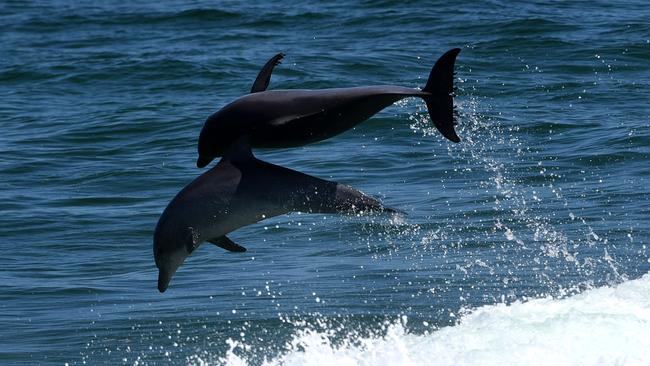 Dolphins play off Fingal Head. Photo: Steve Holland