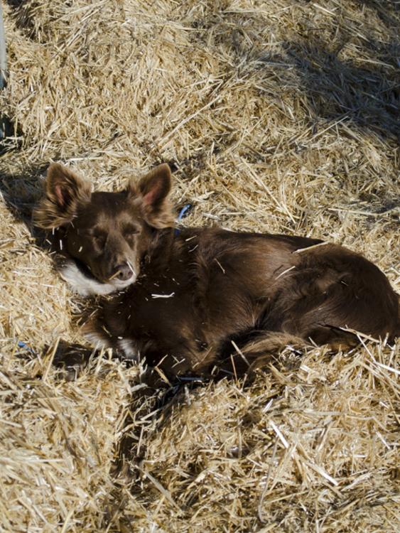 Nap time: Border Collie-Kelpie Cross rescue dog Vita. Picture: Janet Barker