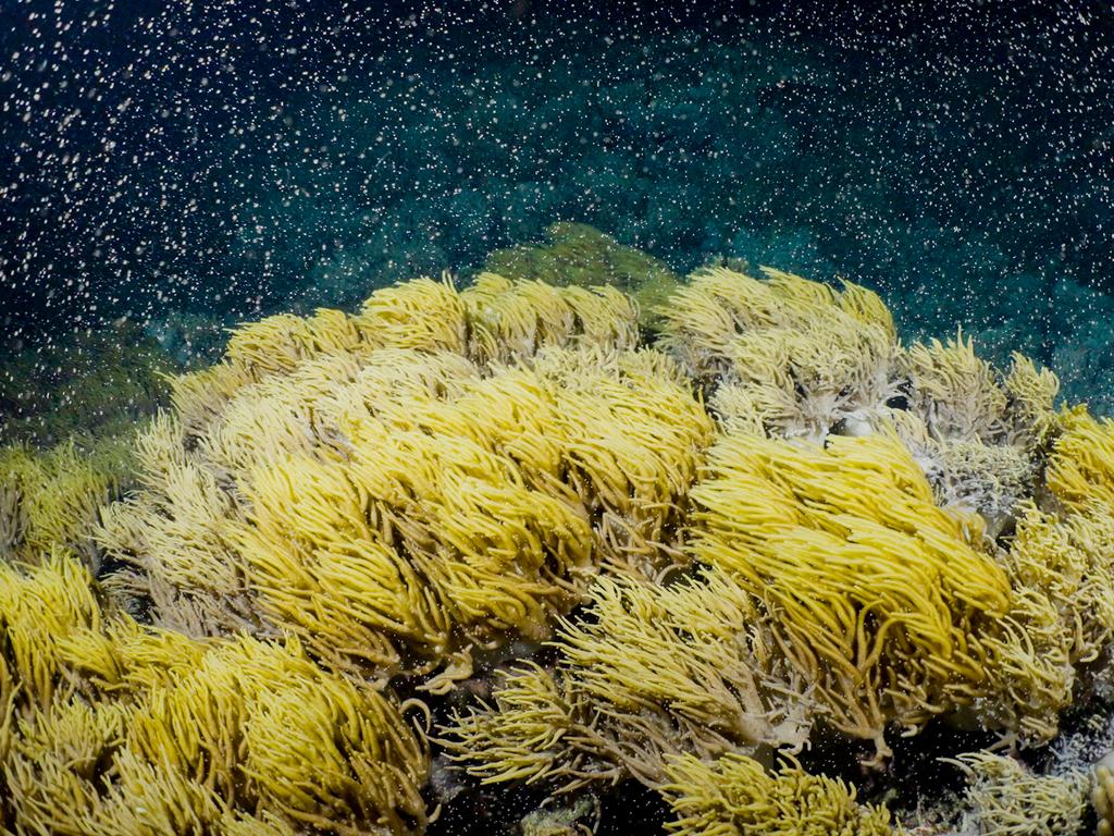 Soft coral spawning Moore Reef.