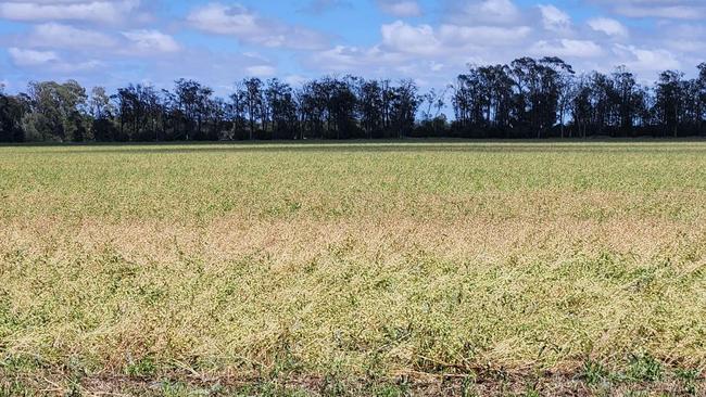 Storm-damaged crops at Jandowae. Photo: Brendan Taylor