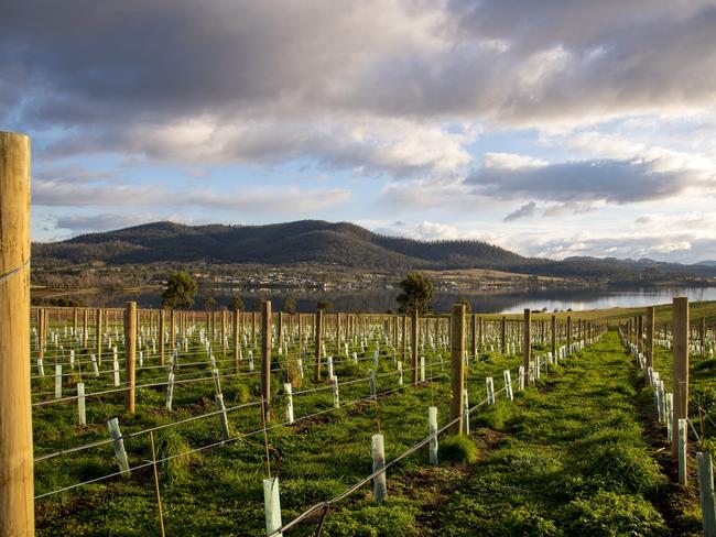 Bangor Vineyard. Photo – Tourism Tasmania