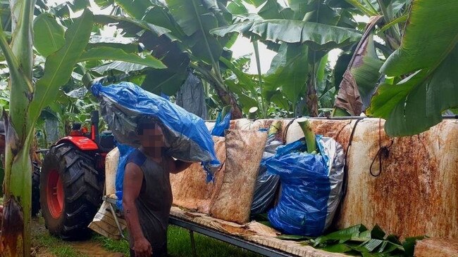 The workers were from countries including Papua New Guinea, Vanuatu and Solomon Islands. Picture: PAULO DI CARLO