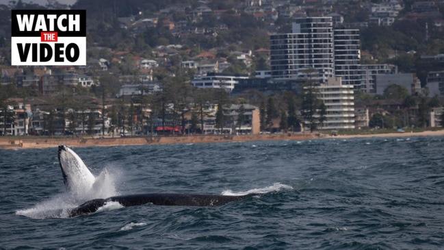 Breaching Calf Off Manly