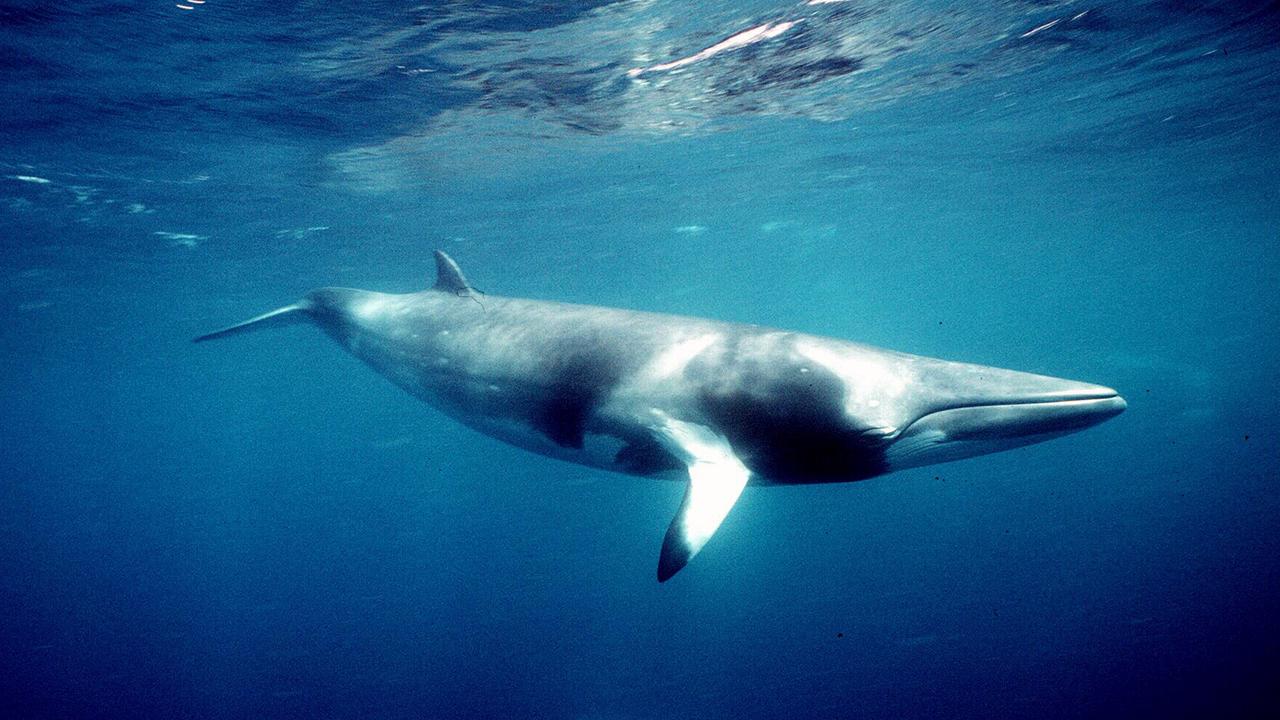 Undated. Minke whale. Whales.
