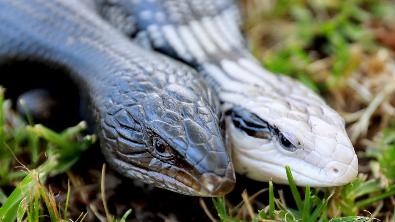 Sydney Reptile Expo at Blacktown Leisure Centre Daily Telegraph