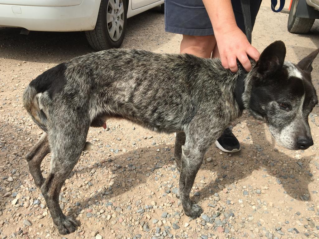 Emaciated blue heeler Zor after being seized by the RSPCA. Picture: RSPCA.