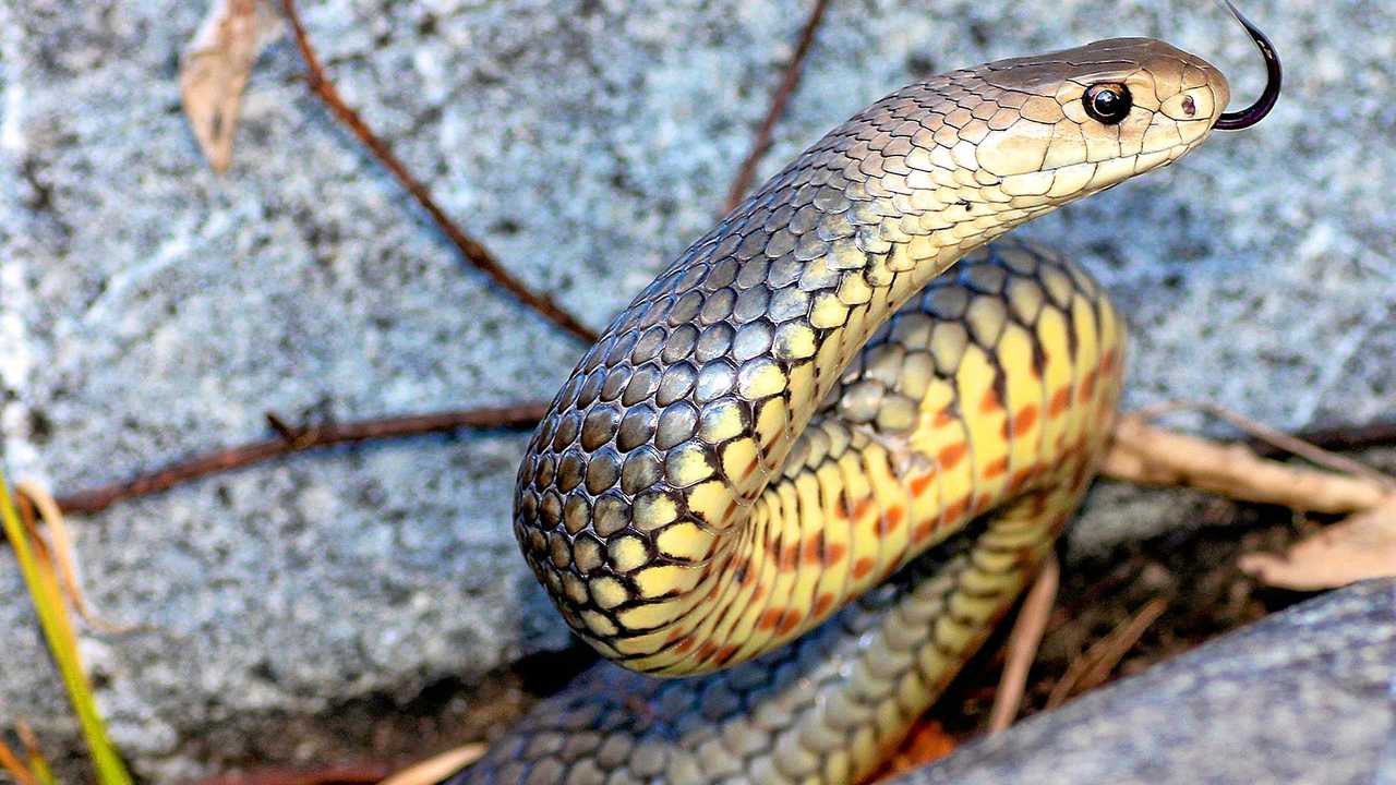 Busted: 5 Ridiculous Snake Myths You Probably Believe 