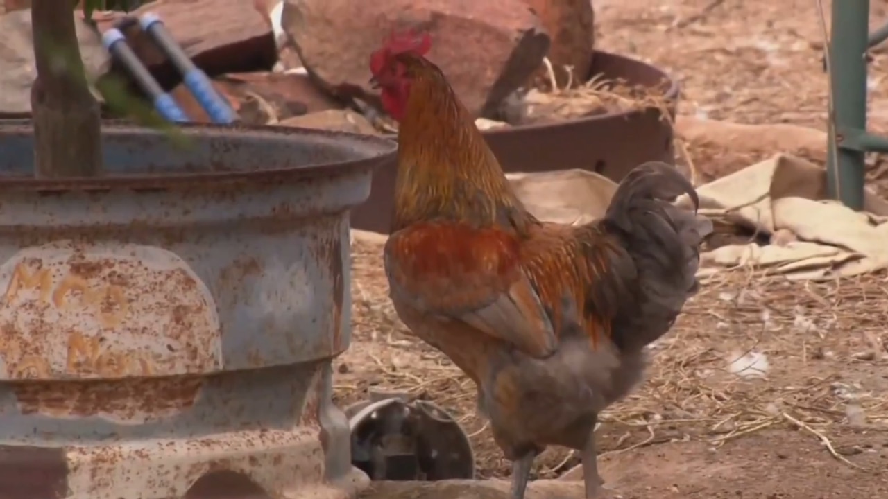 Price of chicken predicted to rise within the next couple of months