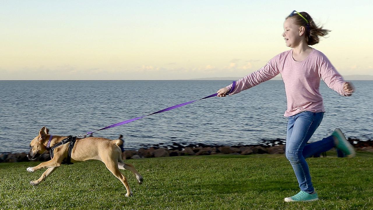 Off-leash dog park Newport: Moreton Bay Regional Council approve dog