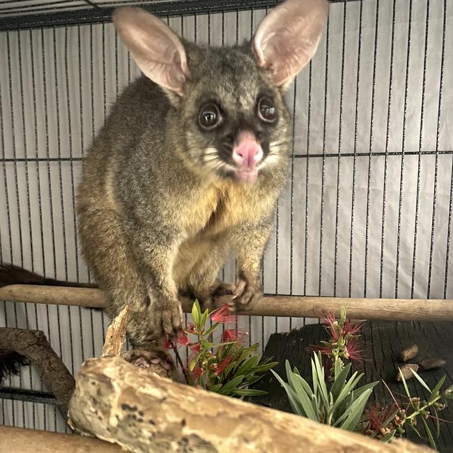 Bolt the brush tailed possum.