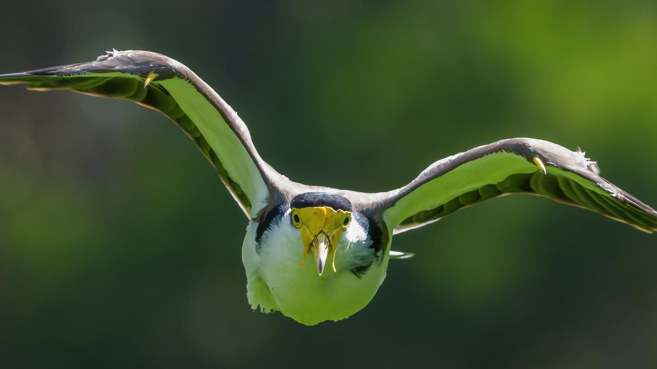 A Spur Winged Plover, also known as a Masked Lapwing. Picture: Jay Town.