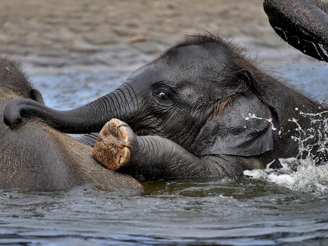 Elephant cub ‘Edgar’ takes a bath with its mother and its siblings at the zoo in Berlin, Germany, Picture: AP