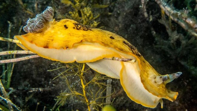 A sea slug. Picture: supplied