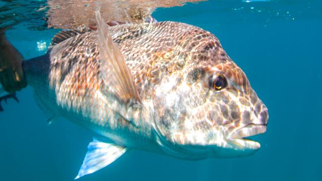 A commercial fisherman ignored the bans on catching snapper in the sanctuary zone and was sentenced to jail – but the term was suspended.