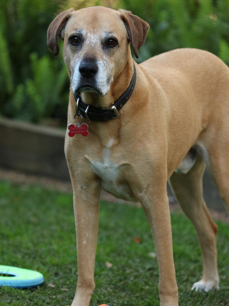 Phoenix the mastif-Rhodesian ridgeback cross, submitted by Ray Woods from Macquarie Hills