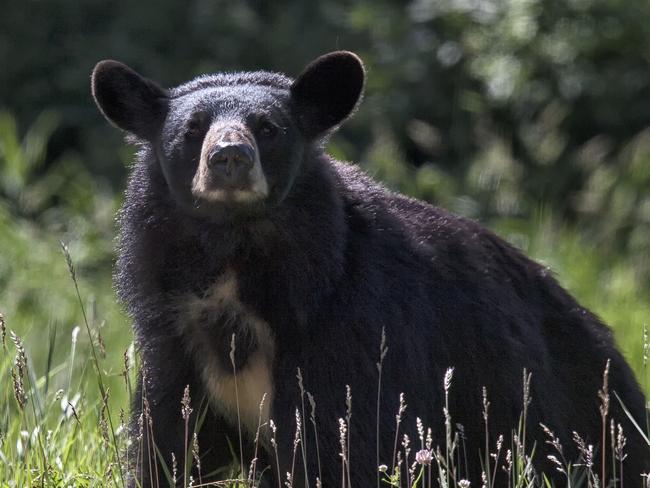 Black bear sow, close up, looking into the camera.  Riding Mountain National Park, Manitoba, Canada