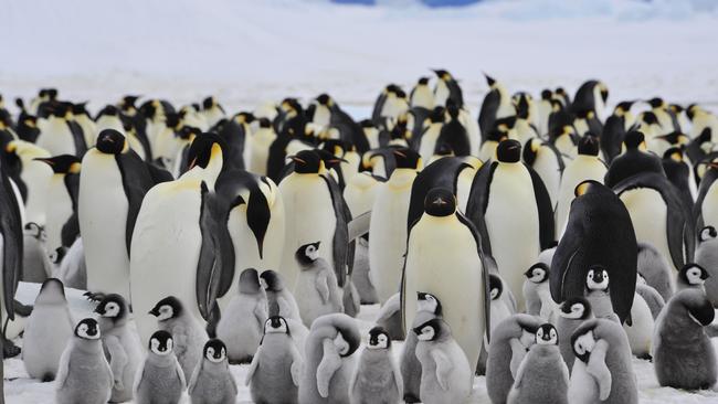 Emperor Penguins with chick Snow Hill in Antarctica.