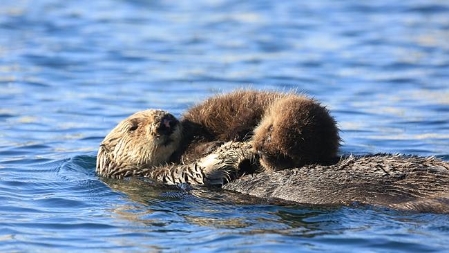 The heartwarming moment was captured by a husband and wife while they were sailing in a dingy. Picture: Geraldine Davies/Caters News