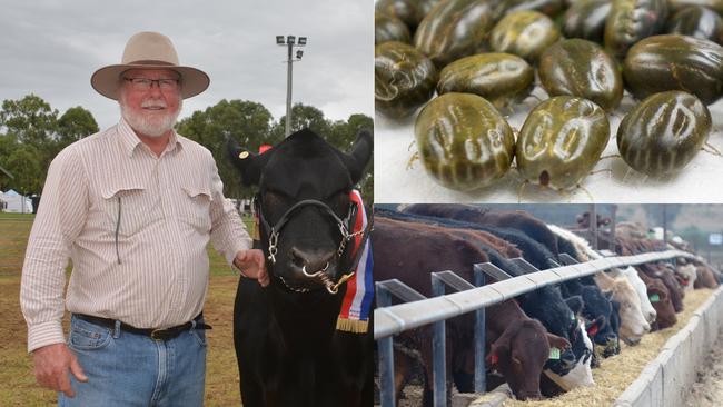 TICKED OFF: Murgon-based vet Dr Chris Braithwaite says the best way to combat tick fever in your herd is to vaccinate them young to provide a lifetime of protection and save yourself a lot of money in the long run.