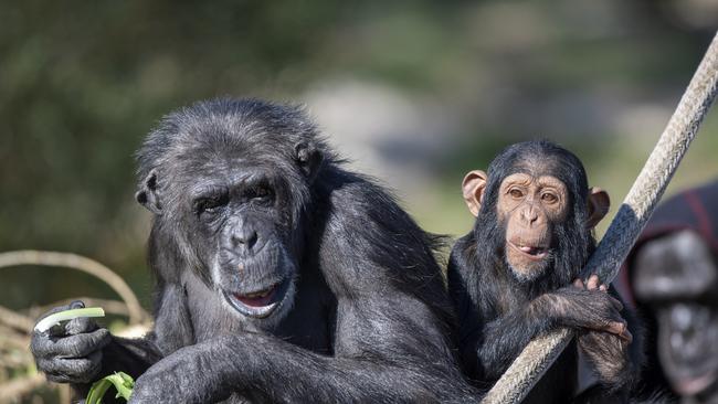 Monarto Safari Park chimps. Picture: Adrian Mann/ZoosSA