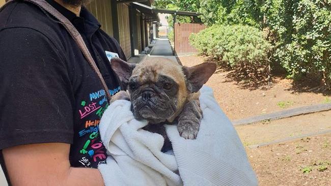 A French bulldog wrapped in a towel after being given a bath by the RSPCA. Photo: Facebook- RSPCA