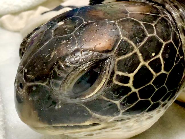 The juvenile green sea turtle that was brought into the Animal Emergency Service in Tanawha, on the Sunshine Coast, on October 14. Picture: AES