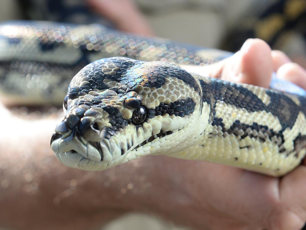 Snakes of all kinds are common on the Sunshine Coast.