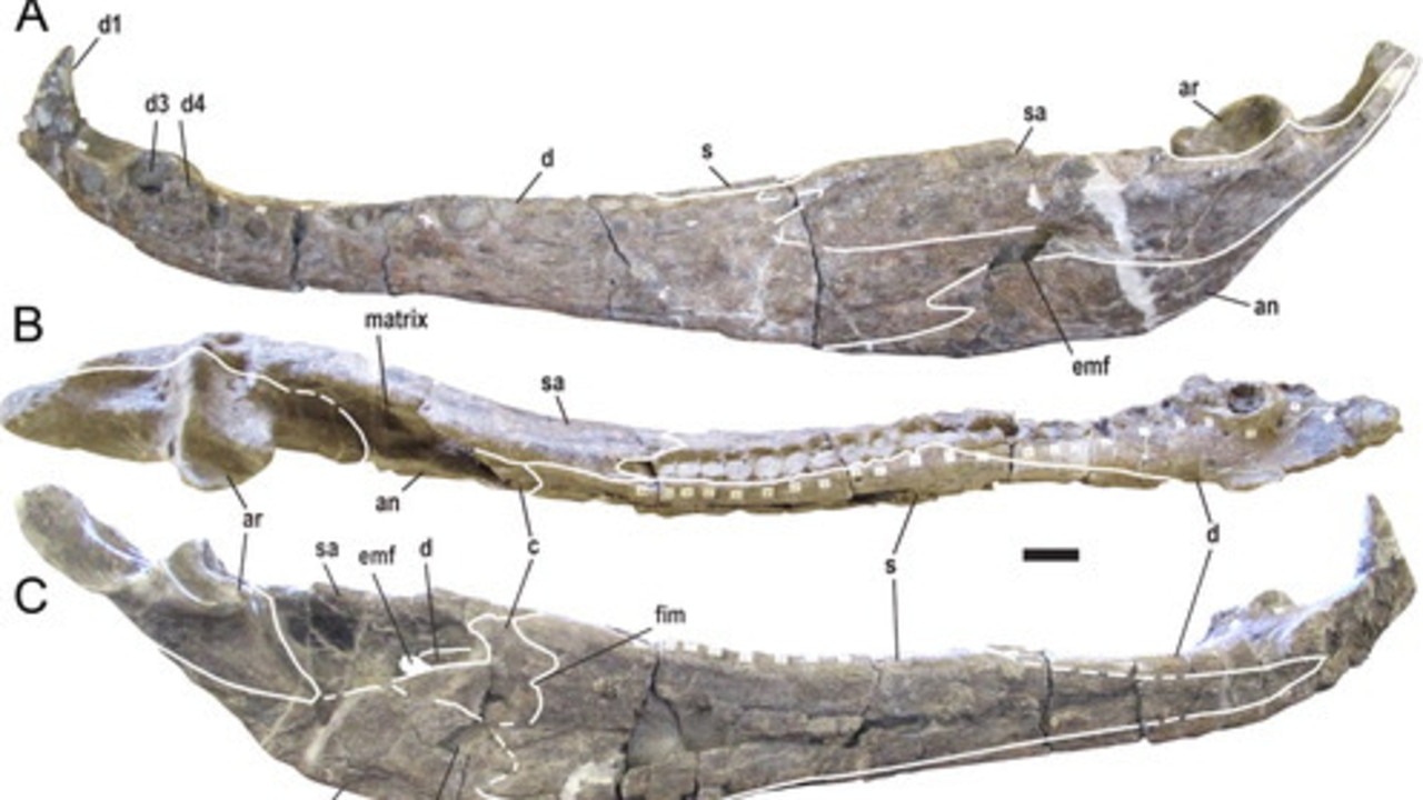 Ancient 'terror crocodile' had teeth the size of bananas - CNET