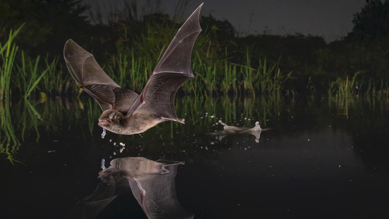 Mozambican long-fingered bat (Miniopterus mossambicus) taking a sip of water in one of the last remaining watering holes at the end of the dry season in Gorongosa National Park, Mozambique.