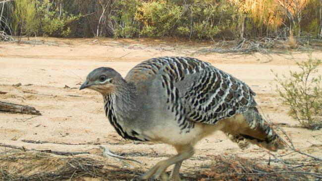 Bush heritage scientists with the help of topography sensors discovered that the Malleefowl was increasing in numbers, in 2005.