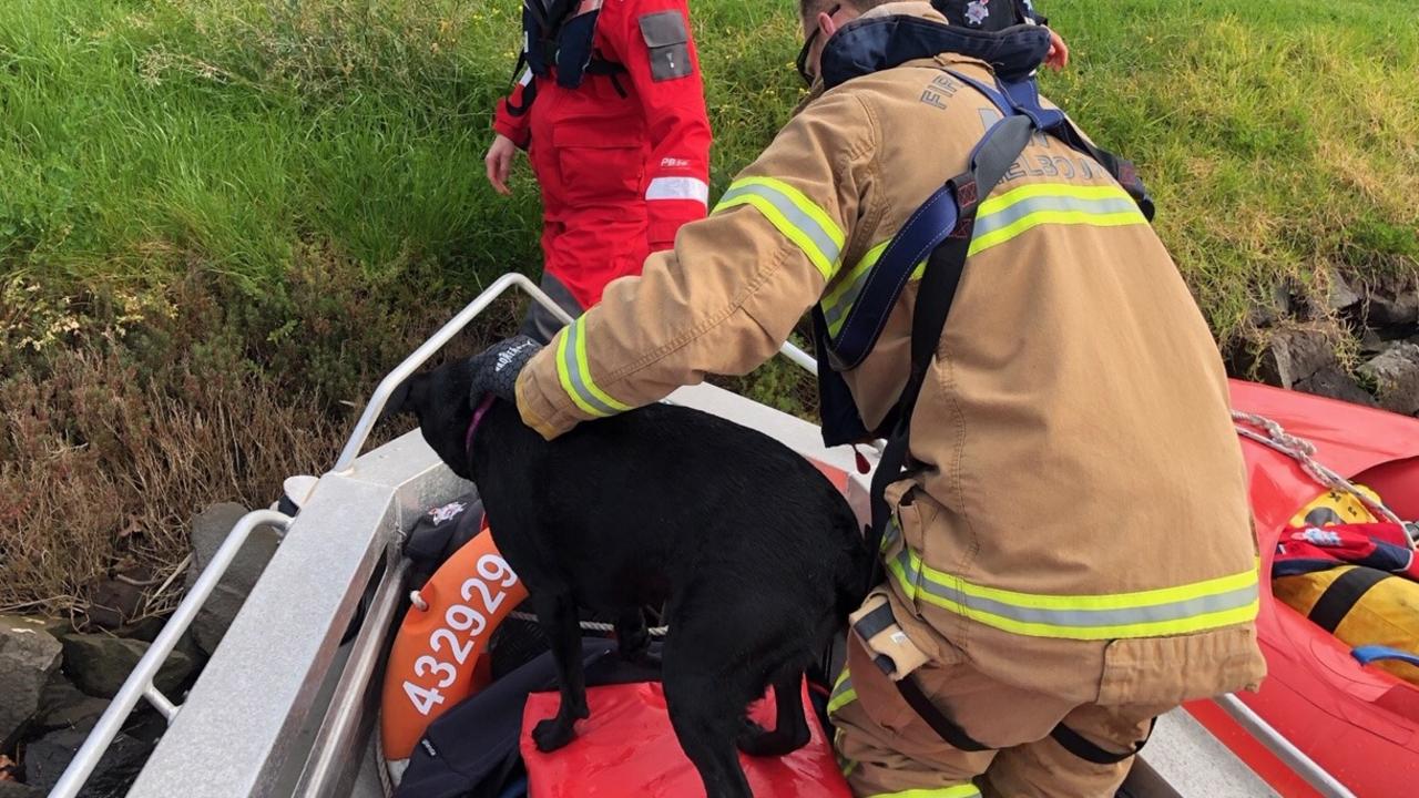 Indy arrives safely to shore.