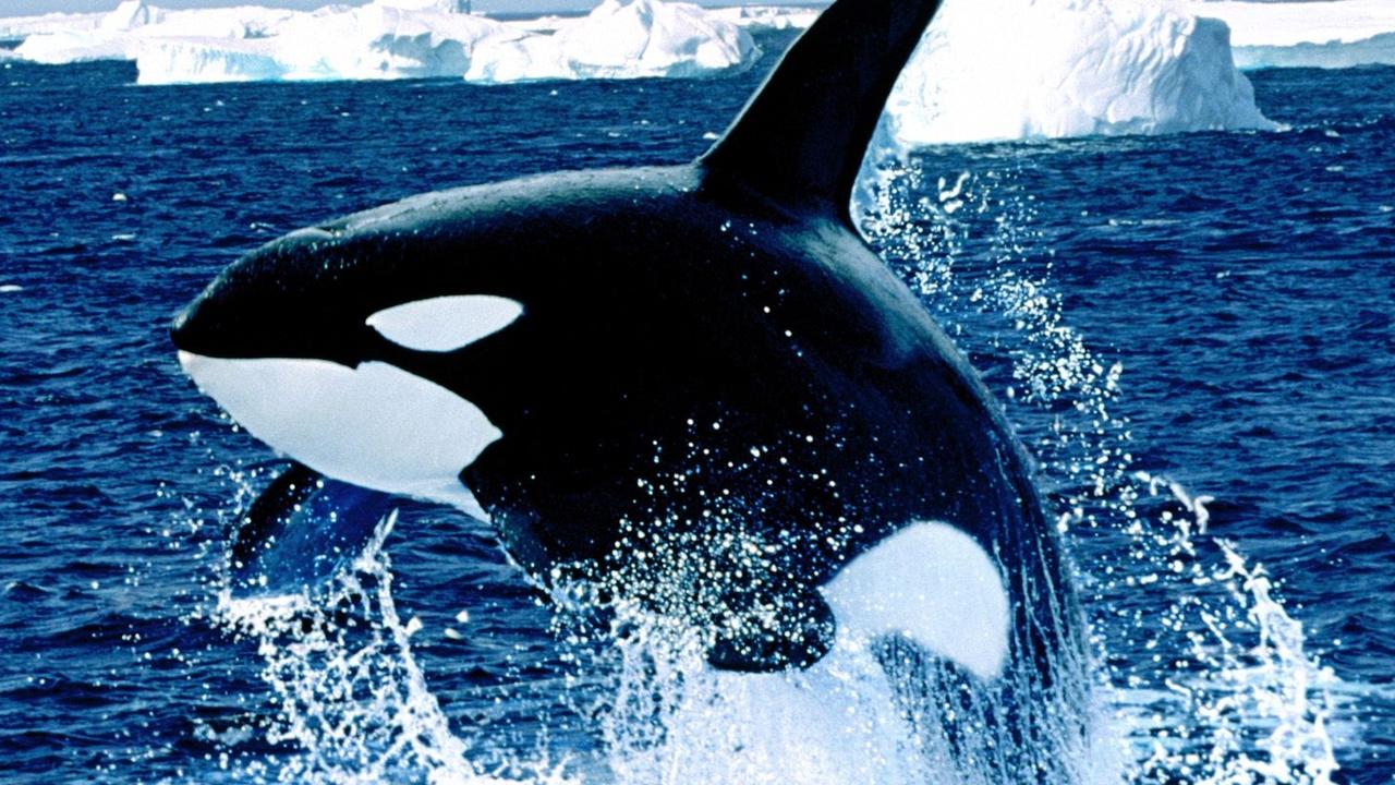 Killer whales ‘ripped open’ sharks to eat their organs, testicles | The