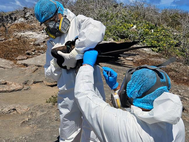 The first three cases of avian influenza were detected in the Galapagos Islands. Picture: AFP