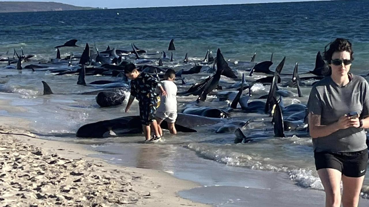 First responders at the scene tried to keep the stranded whales heads above water so the animals could breathe while they waited for authorities to arrive. Picture: Facebook