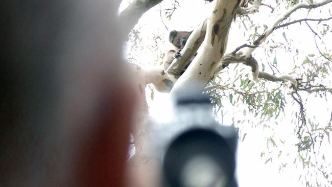 D/IFarmer aiming gun at koala sitting in manna gum tree on farm property at Kangaroo Island, SA 07 May 2004. culling firearm