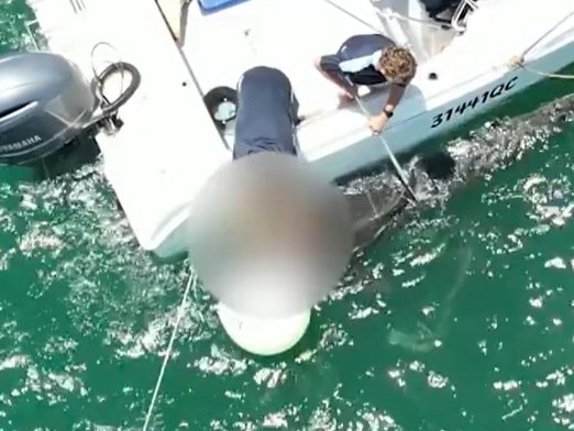 A shark caught on a drumline off Kings Beach in Caloundra was caught on camera being brutally stabbed to death. Photo: Supplied