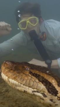 Researchers discover huge new species of anaconda