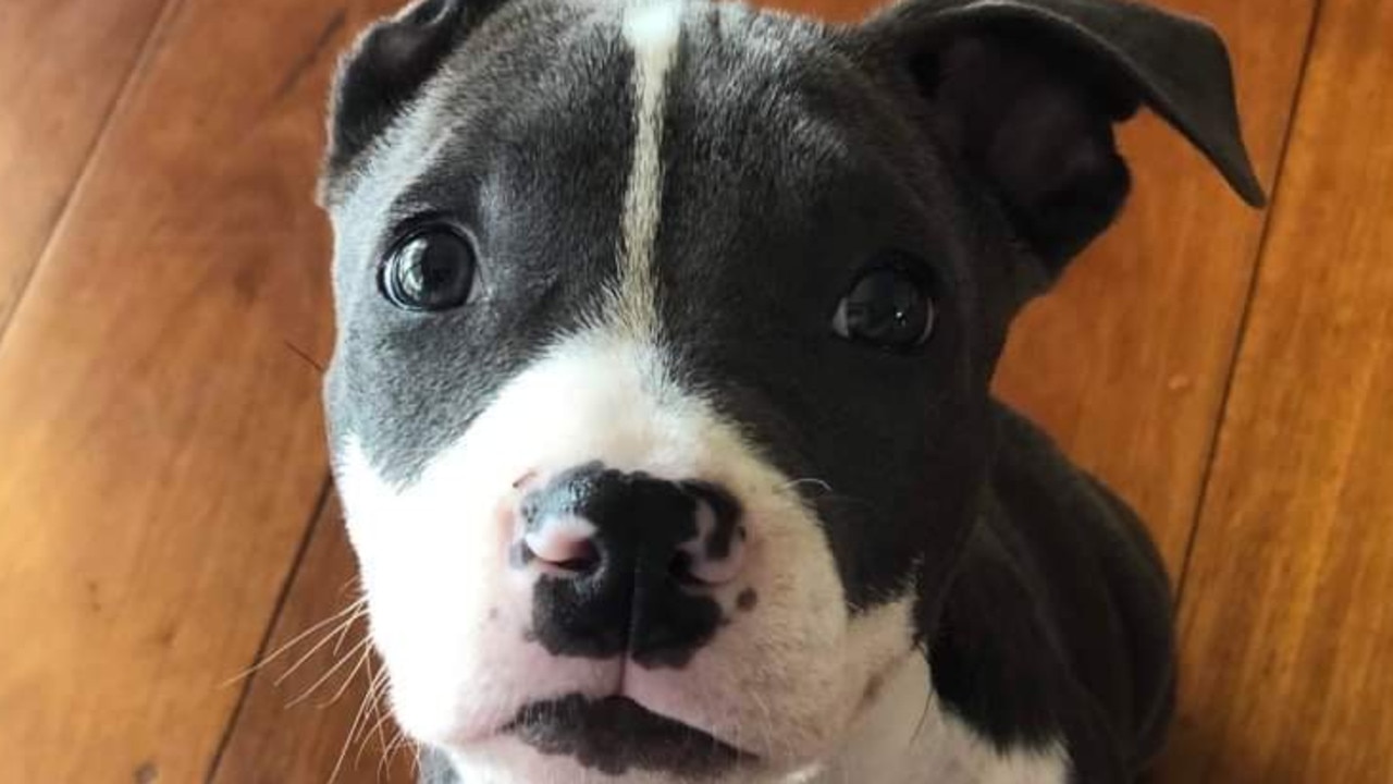 13/05/2020 - This is Odin, A blue American staffy. This is the day we adopted him from AWL, sitting patiently waiting for his dinnerLives in Capalaba  Picture: Jaala partridge