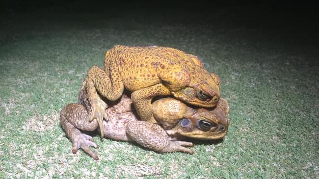 Cane toad found holidaying on Coffs Coast