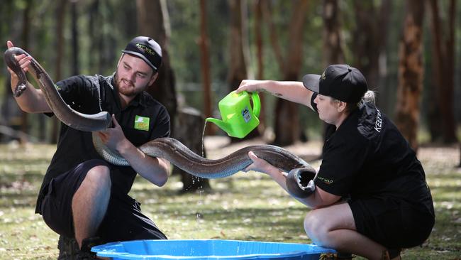 Get Wild Animal Experiences Keepers Lochlan Bartley and Alana Doel give Prada the Olive Python a bath at Minto Heights Zoo. Picture: Robert Pozo