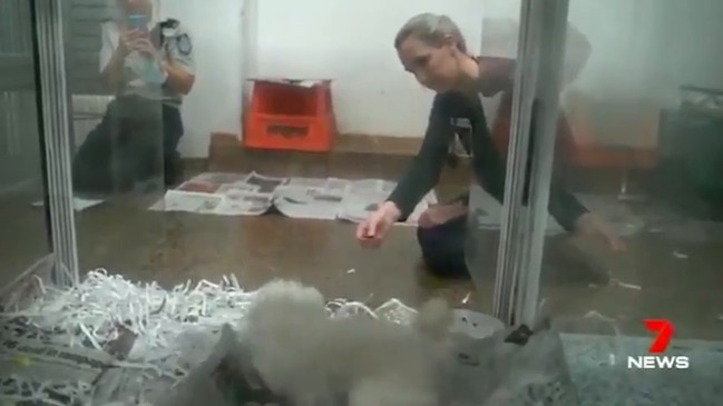 RSPCA seizes hundreds of animals in Toowoomba pet store raid (7 News)