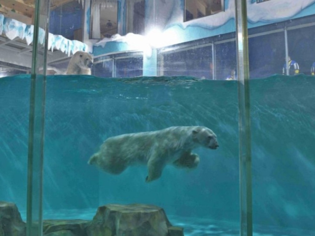 Far from their natural environment. Picture: Supplied