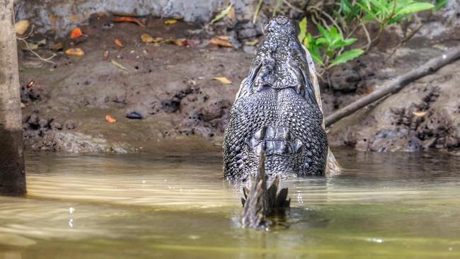 An estuarine crocodile on the banks of the Daintree River. Picture: David White