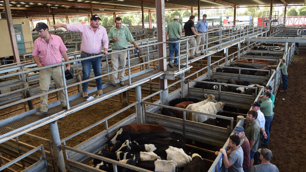 High hopes rain will support cattle markets’ return from holidays | The ...